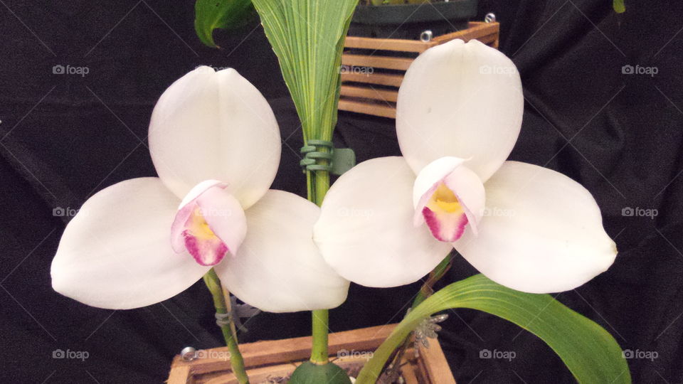Orchid twins