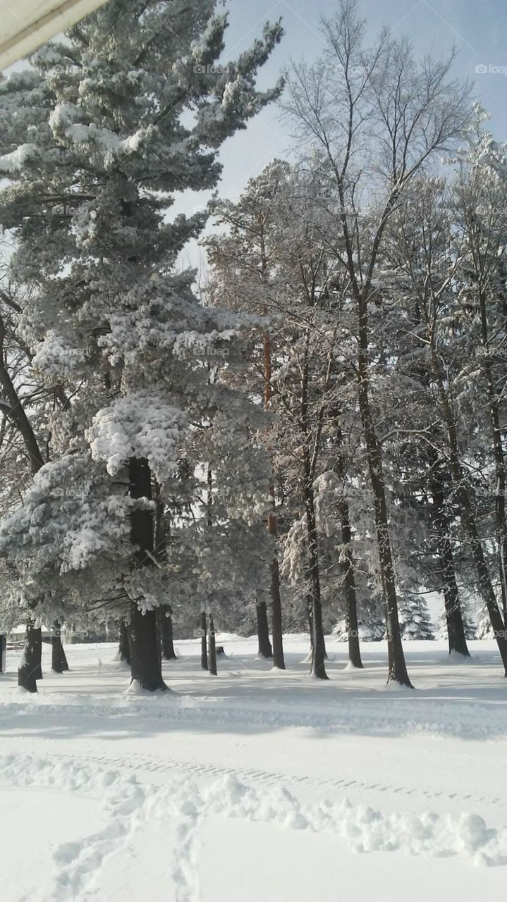 Snowy pine trees.