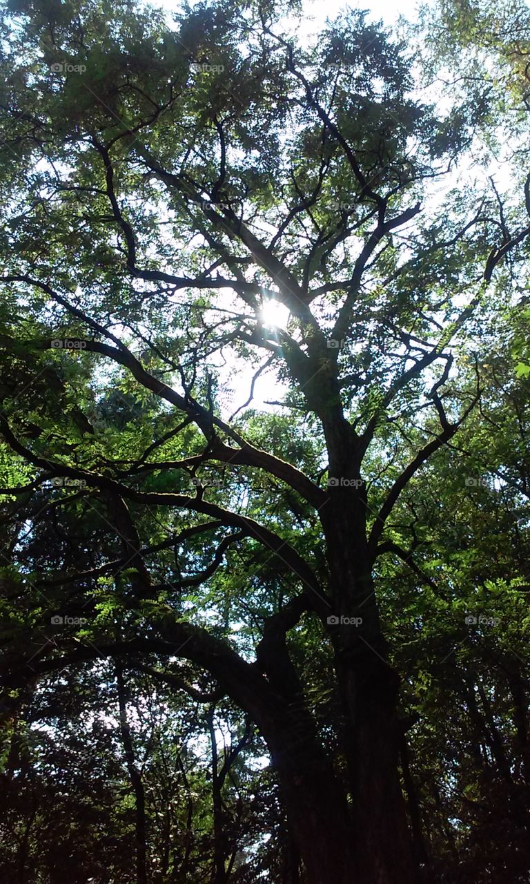 Shining through branches