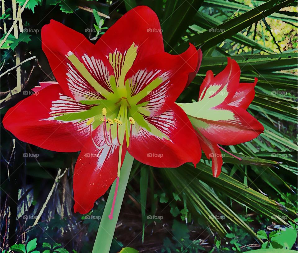 Red amaryllis Lilly in the Springtime. 