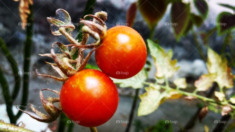 tomato