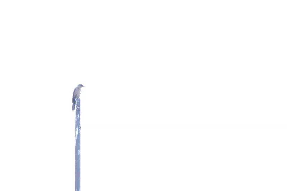 bird on pole