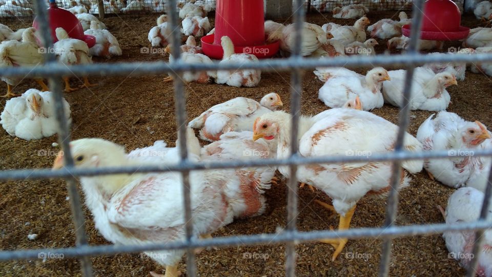 poultry farm 89