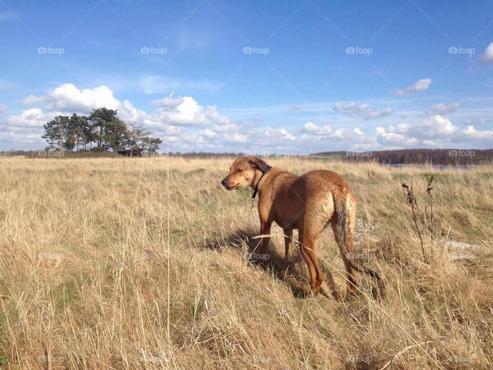 Watch out for lions... Wrrrauuu