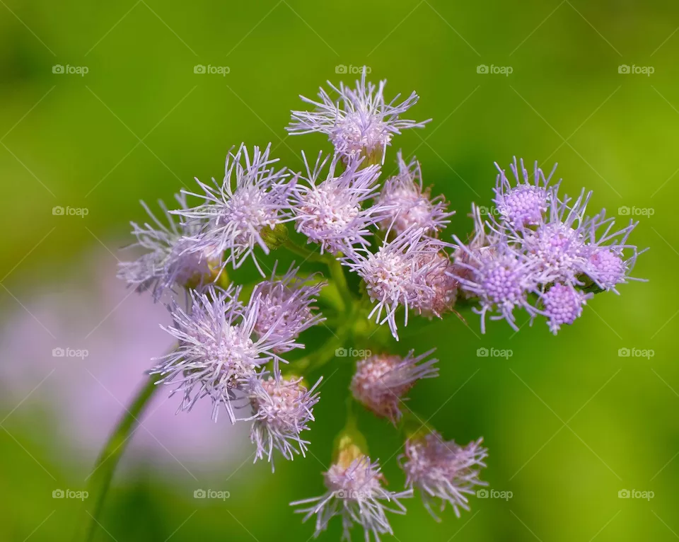 pink flowers