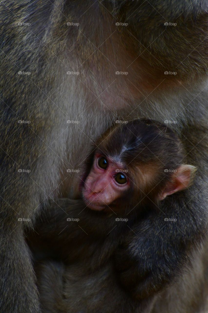 Baby macaque