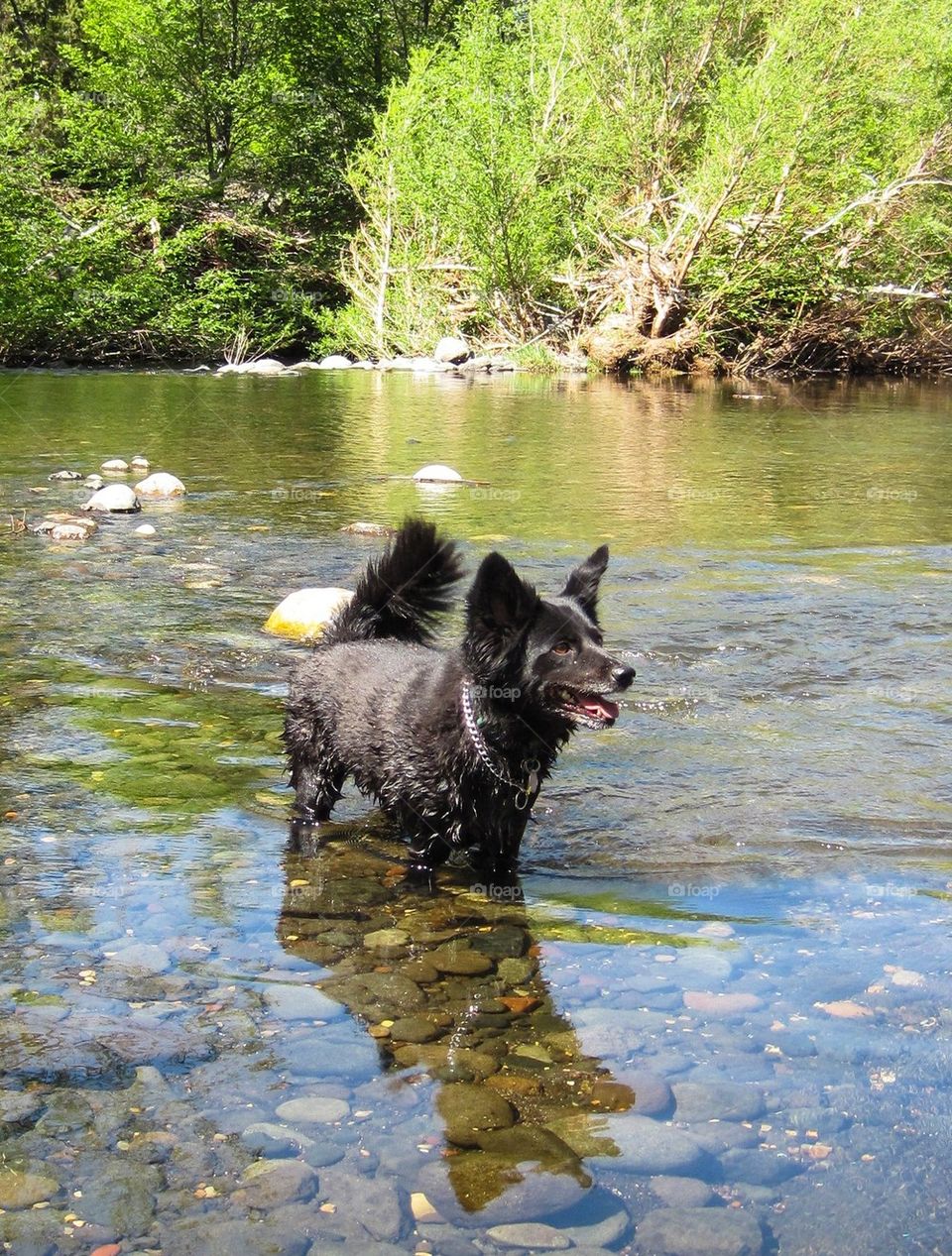 Close-up of dog in river