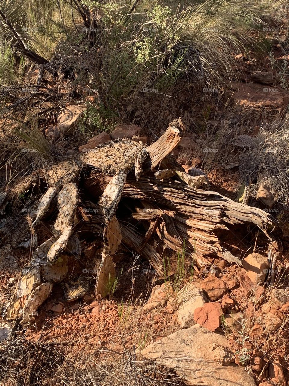 Amazing árbol roots wilderness areas!!