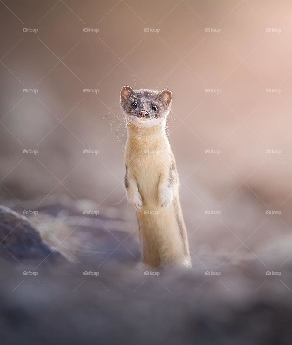 Stoat