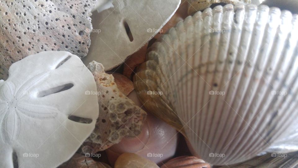 Sea shells