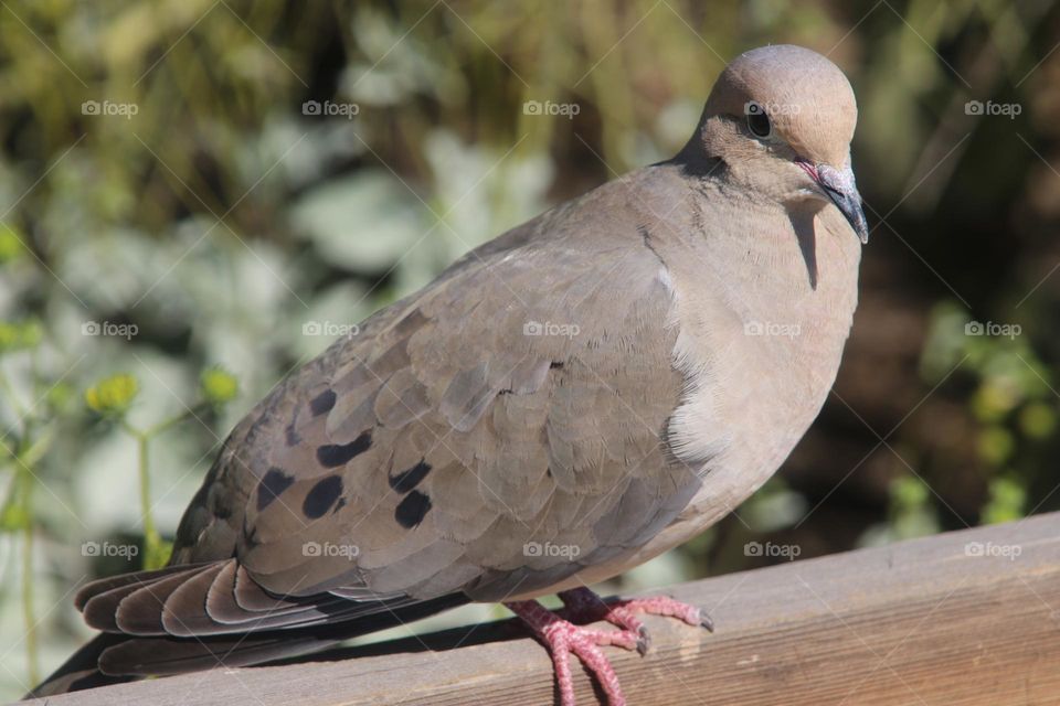Closeup of Mourning Dove