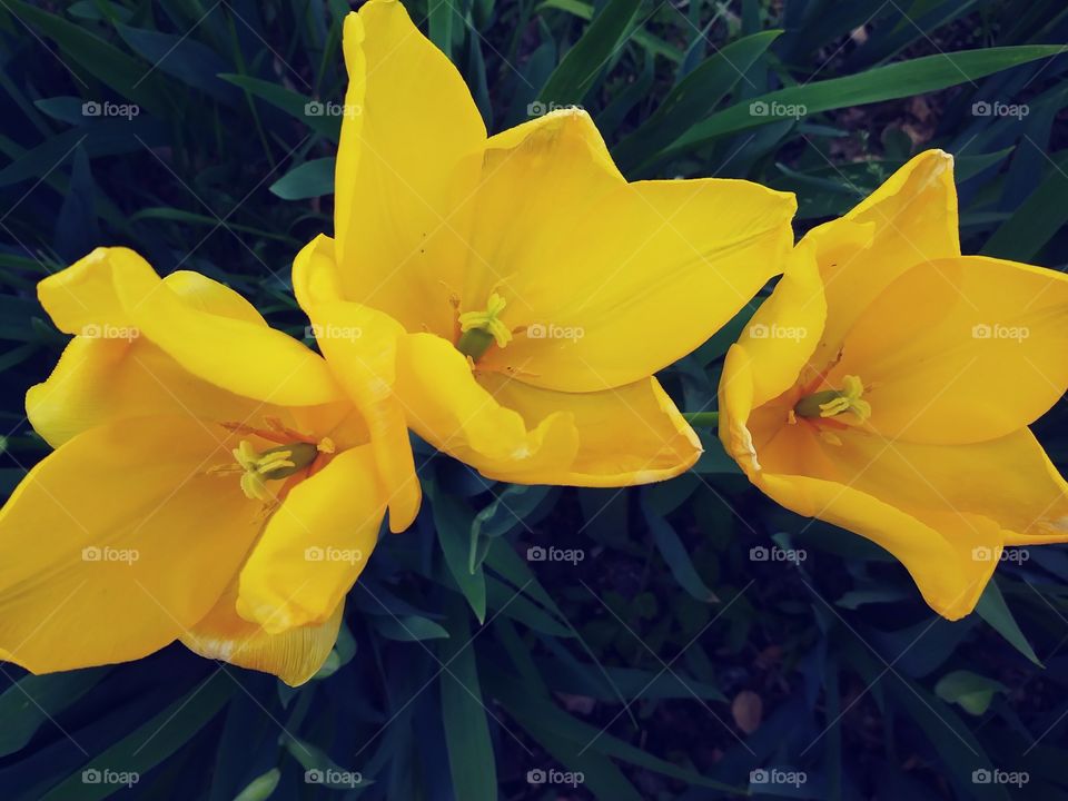 Yellow tulips