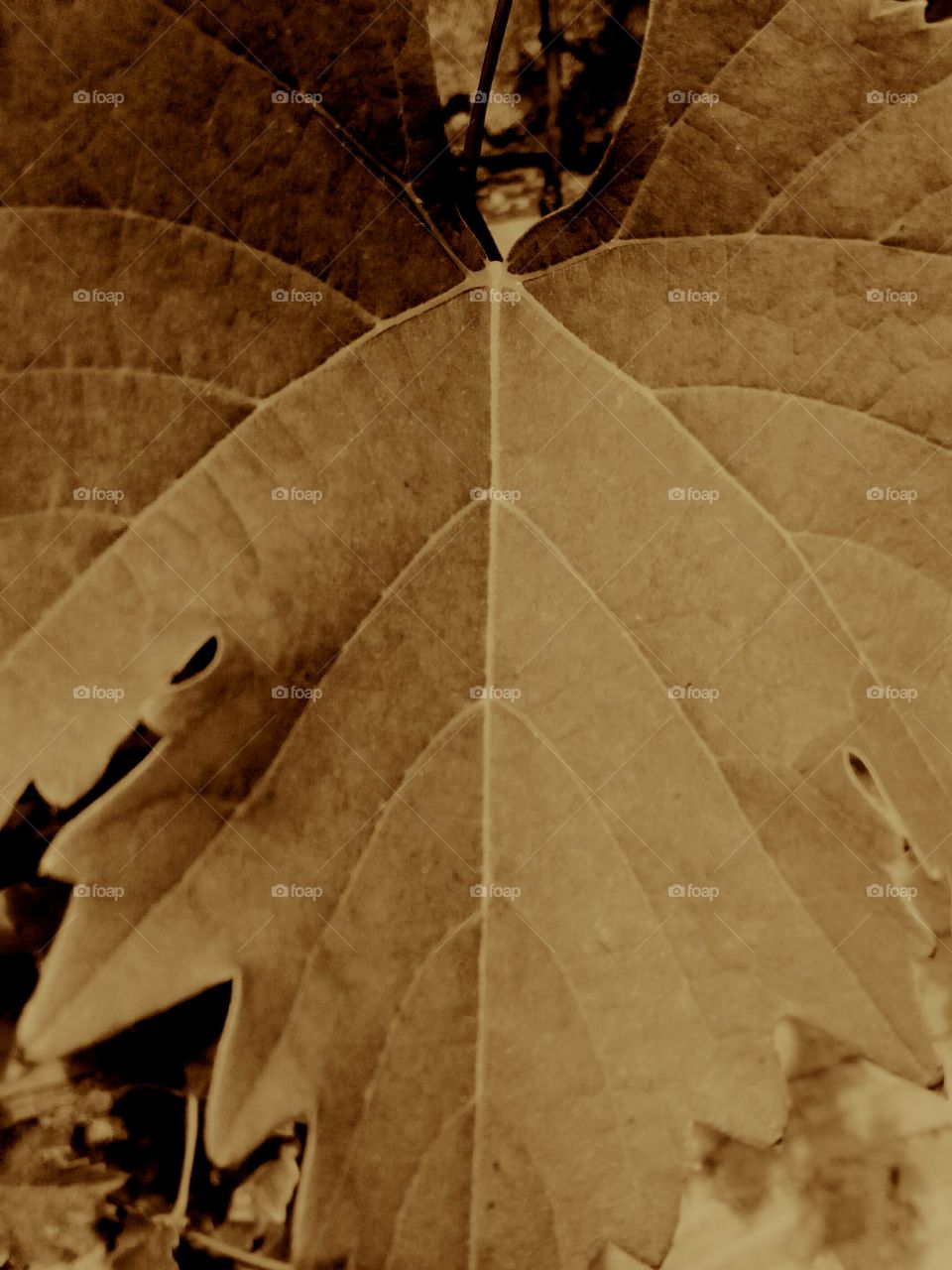 picture leaf design