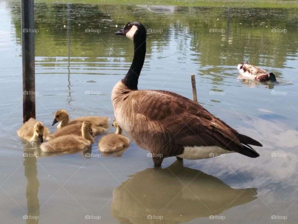 Goose with babies in water. Baby geese eating while floating in the water on a sunny morning