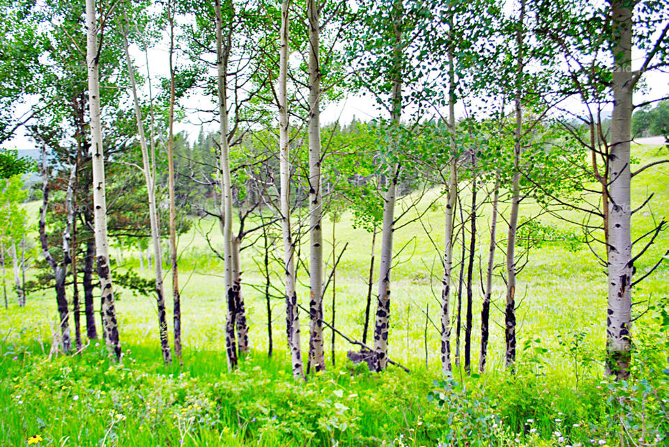 Aspen grove