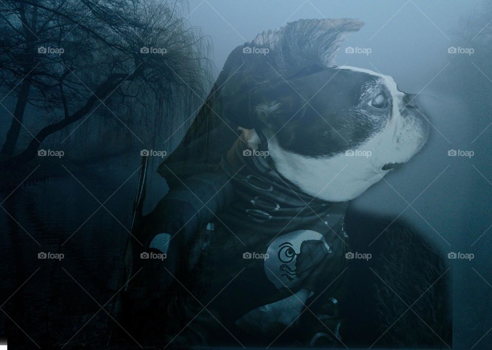 Photoshop Express tool experiment. Boston Terrier Scissorhands!