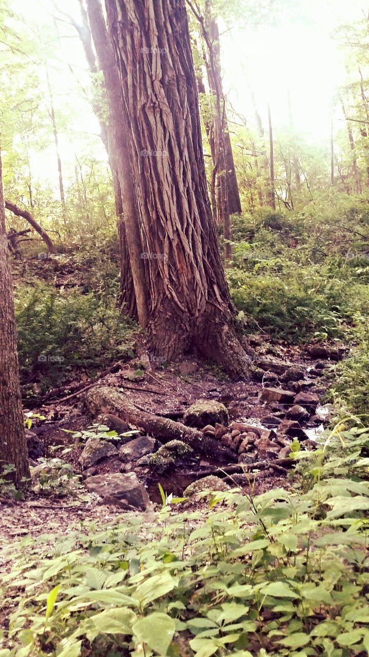 great tree. Devils Lake trails