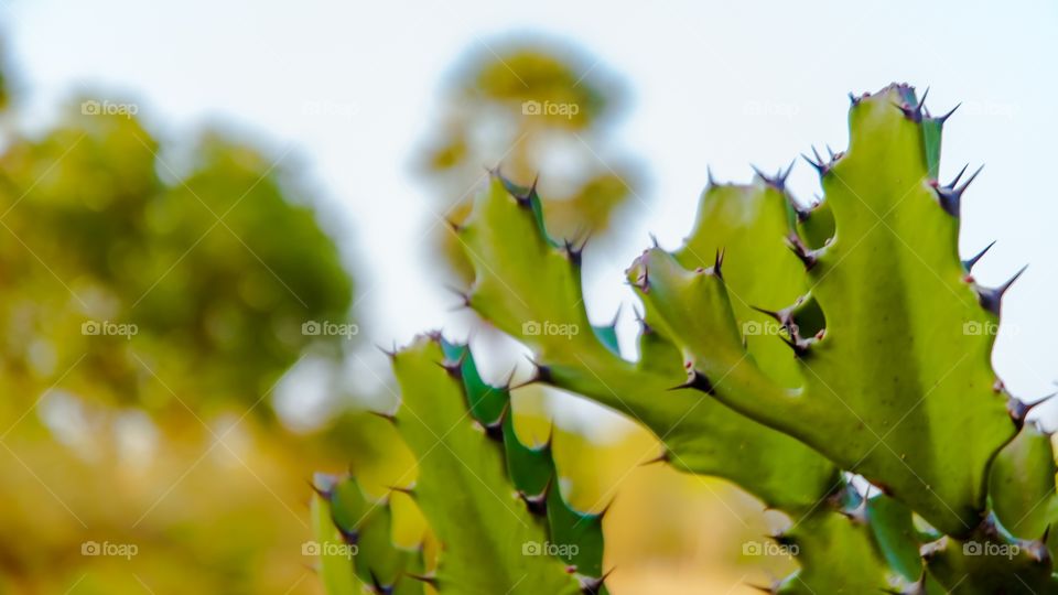 cactus plant 