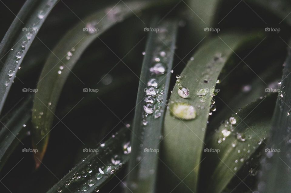rain nature grass