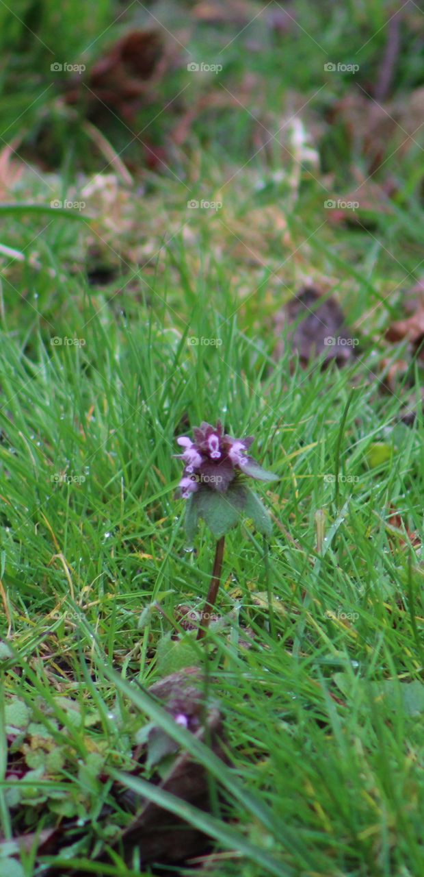 purple deathnettle