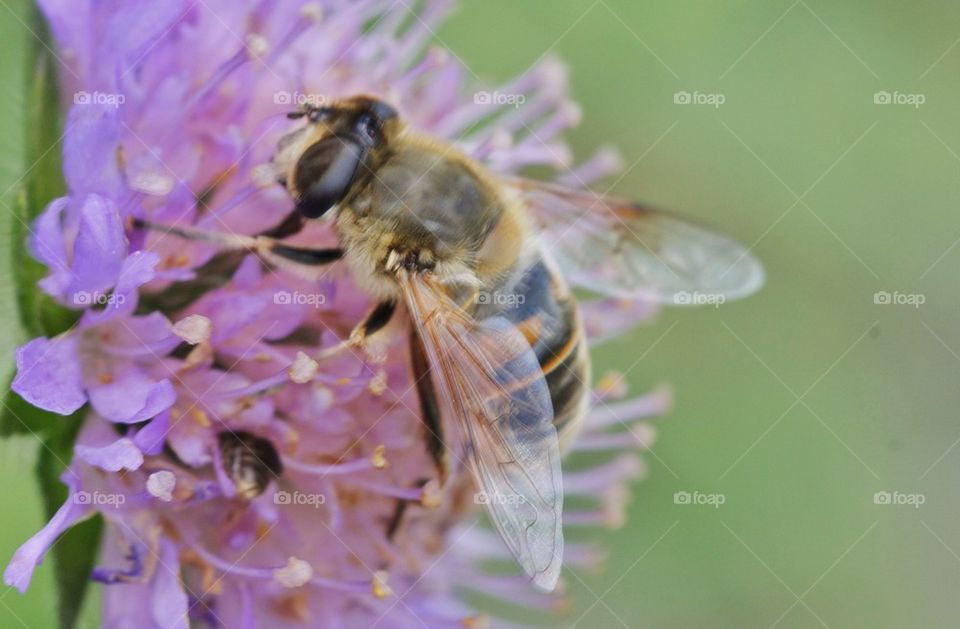 Bee on purple flower