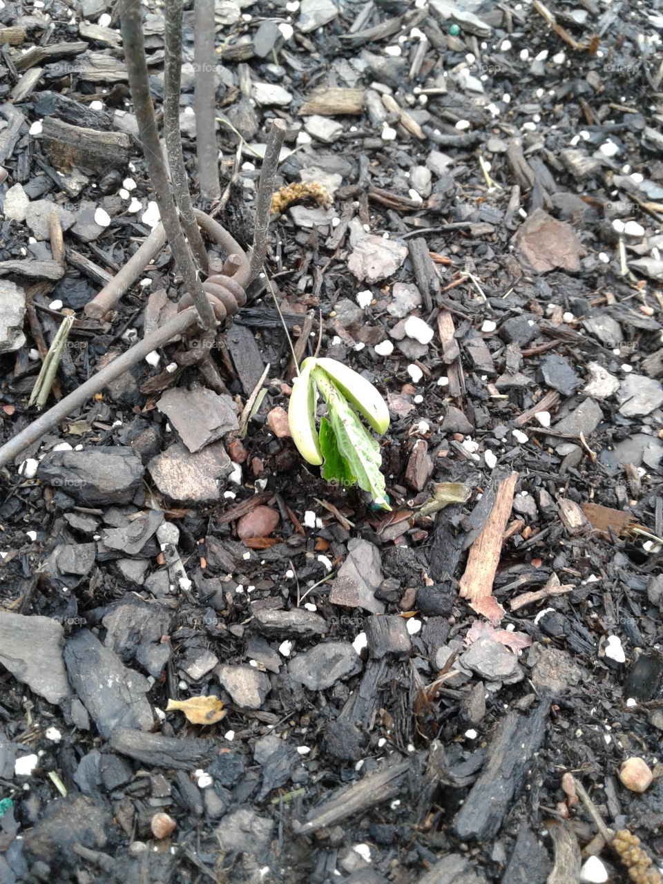 First Sprout