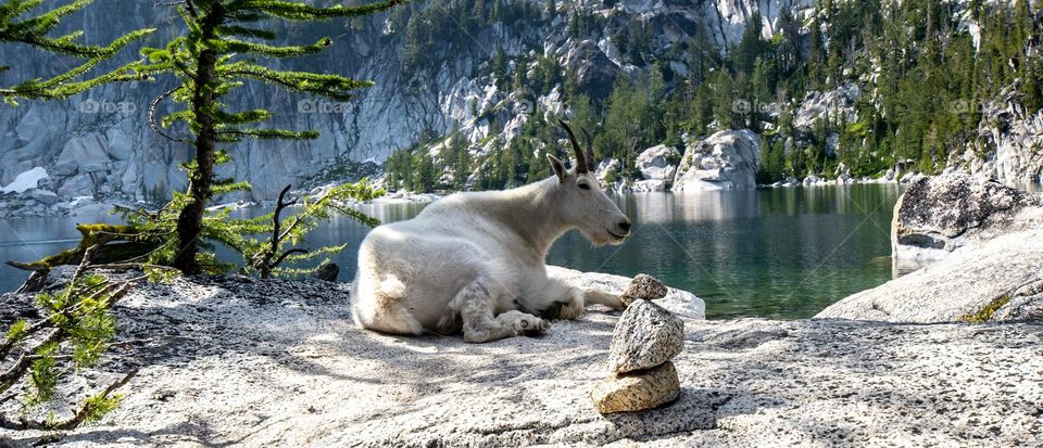 Mountain goat resting in the shade at Lake Vivian, Central Cascades. 