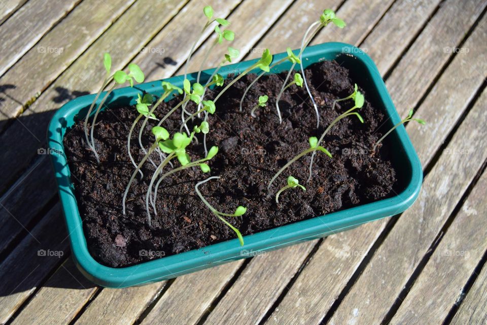 A small green planted pot full little of green seedlings sprouting delicately in spring sunshine on a wooden garden table.