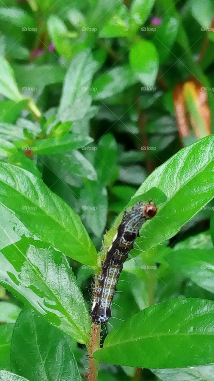 beauty caterpillar