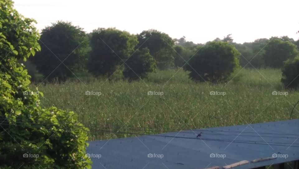 Landscape, Tree, Environment, Water, Nature