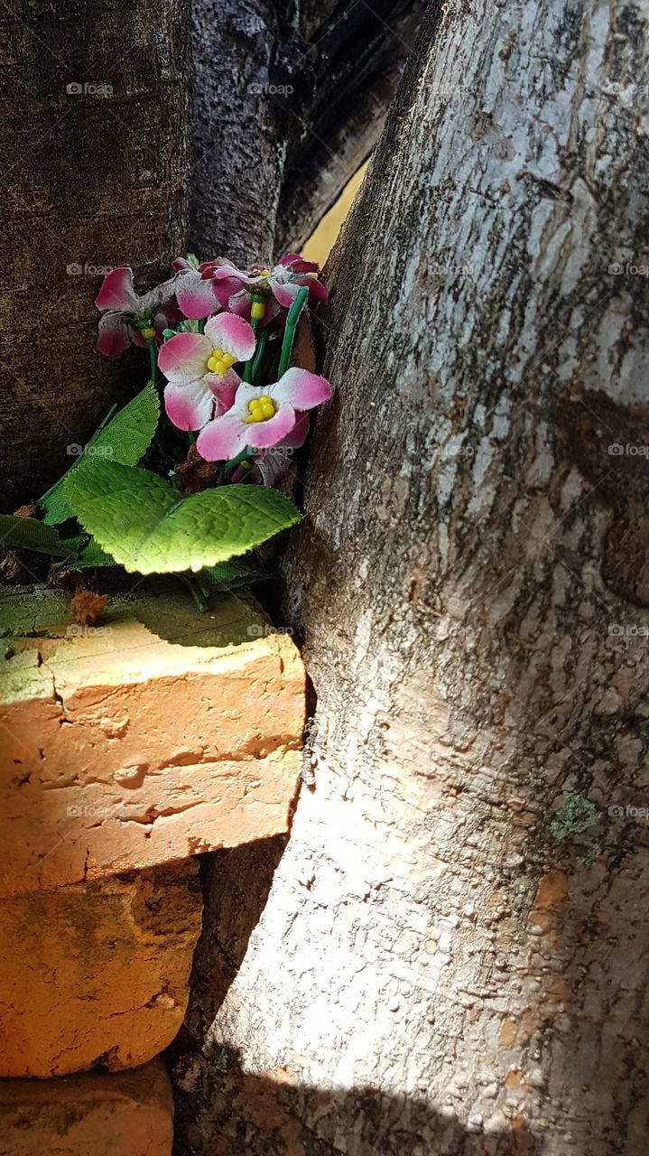 flower on tree