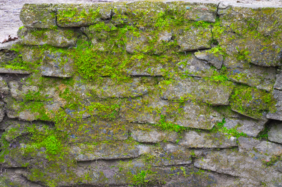 vibrant green moss on weathered fieldstone wall.
