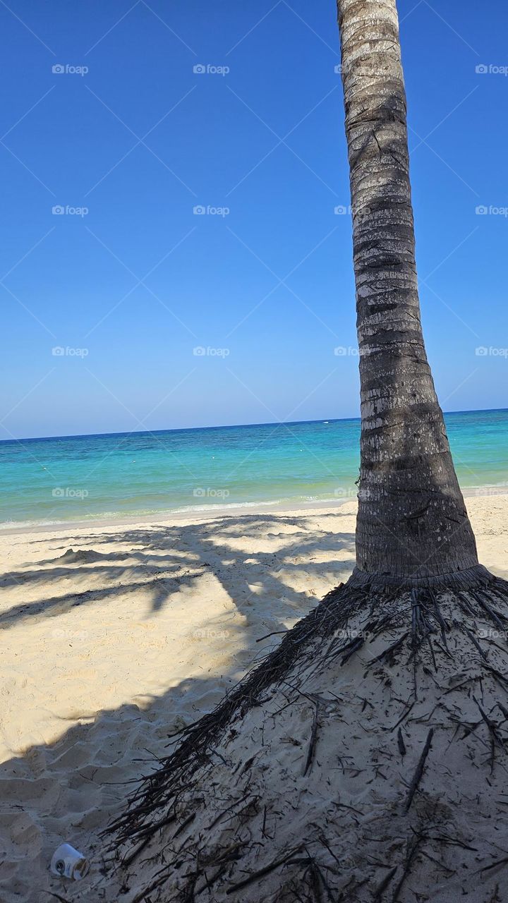 Palm tree shadows on the white sandy beach.