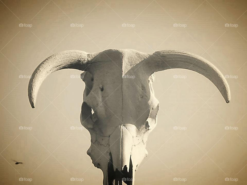 Cow Skull