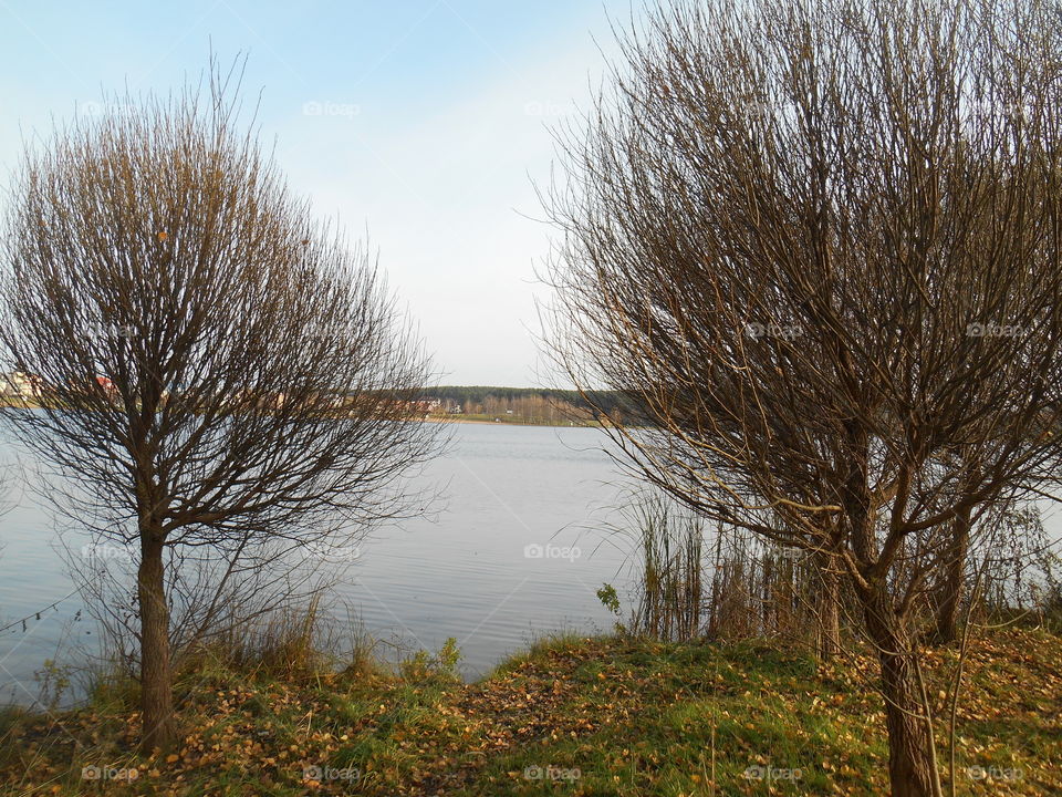 Tree, Winter, Landscape, No Person, Fall