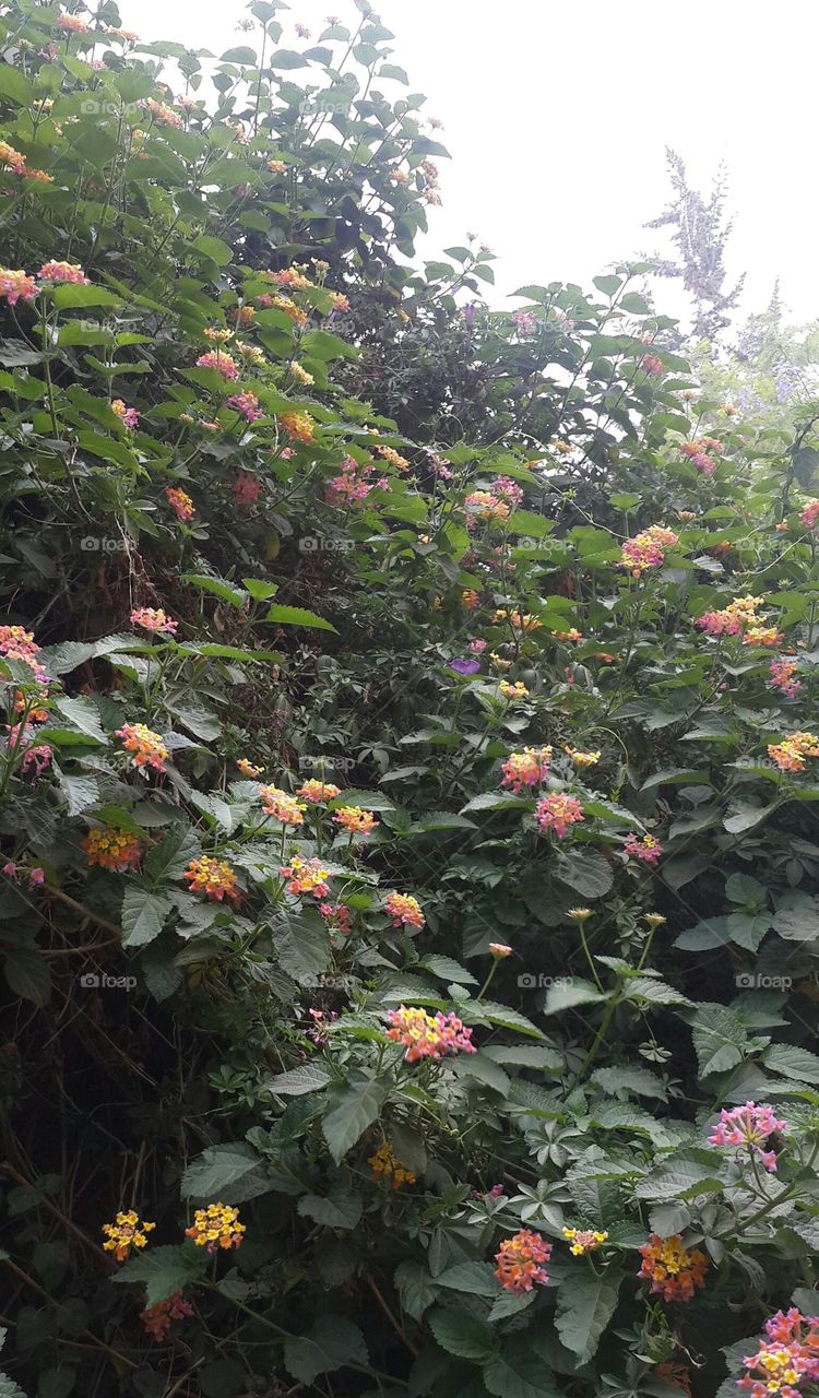 They make me happy and fresh. wow 💐🌻🌼🌺🌷🌸