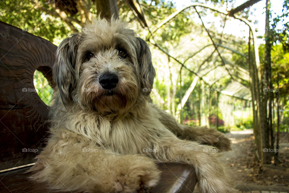 Rescued shaggy doggo 