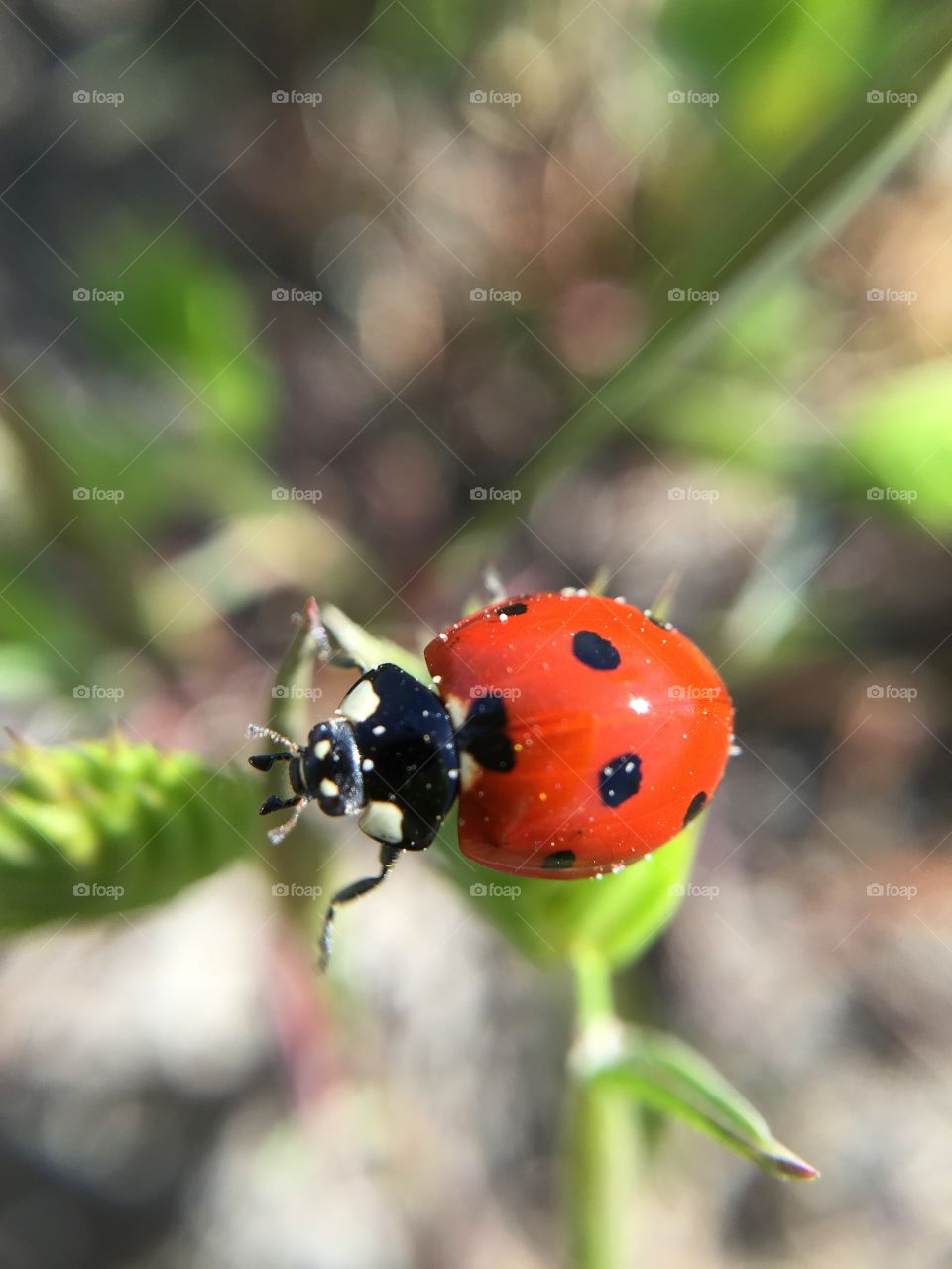 Ladybug 