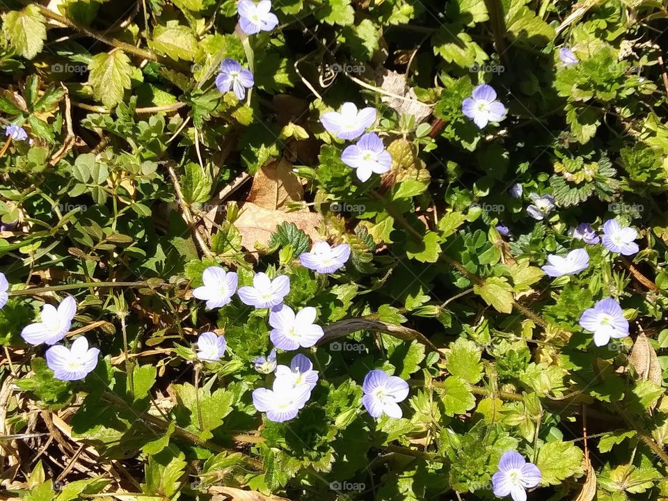 tiny geranium blossoms