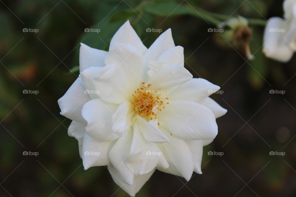 Flower, No Person, Nature, Flora, Leaf