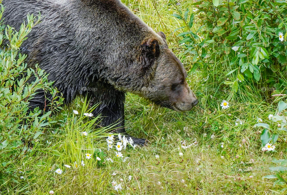 Grizzly bear looks like he’s smelling flowers 