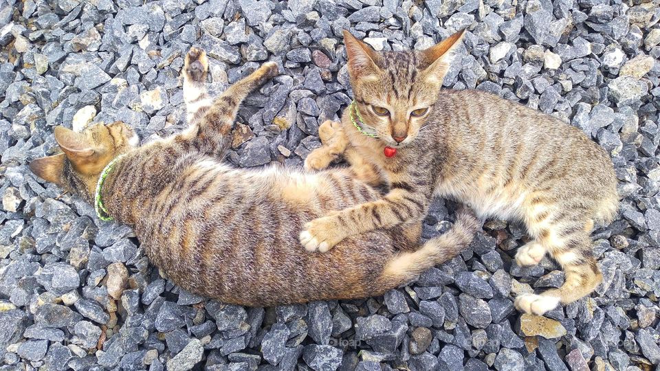 Two cute kittens are lying on a small pile of stones