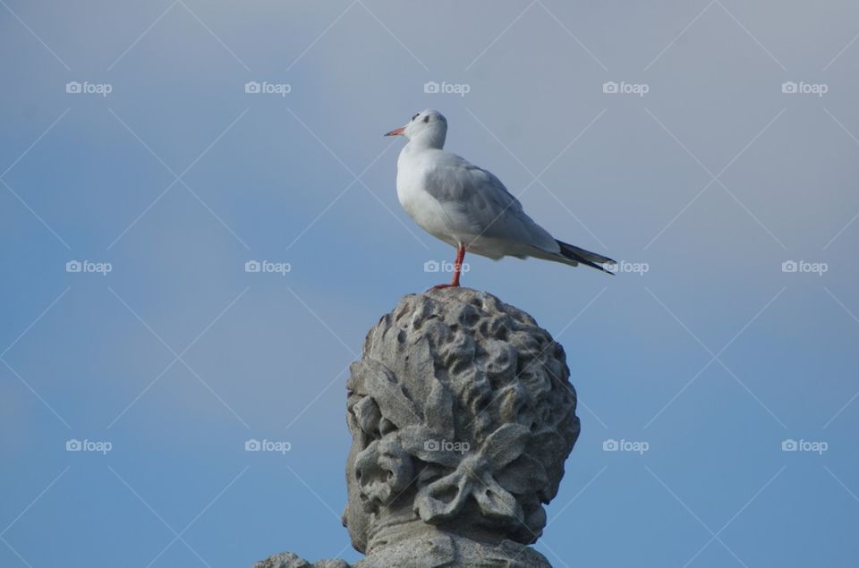 Pigeon on a statue' head, Padova, Italy