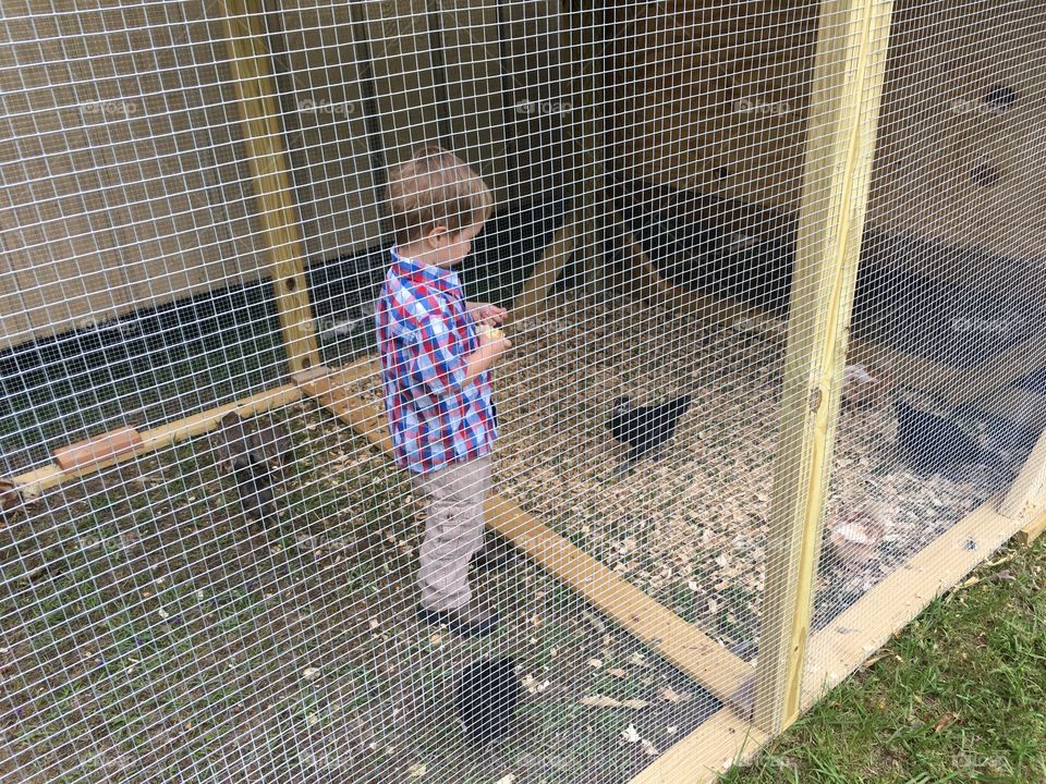 A boy and his chickens 