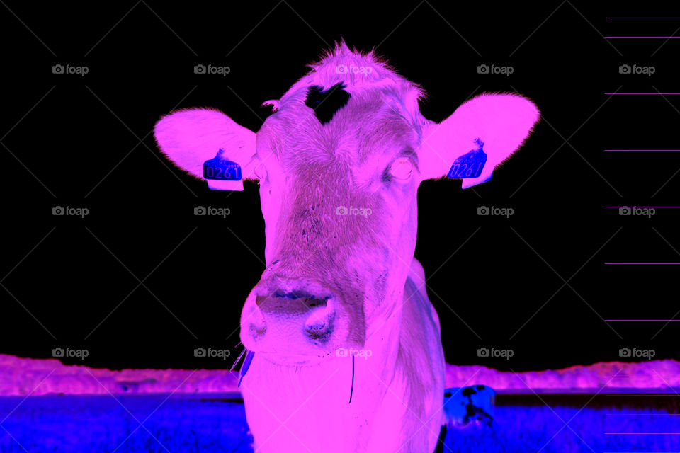 Cow in neon