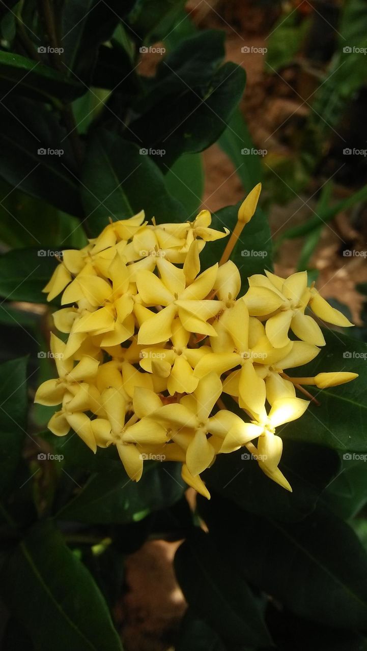 garden flowers captured