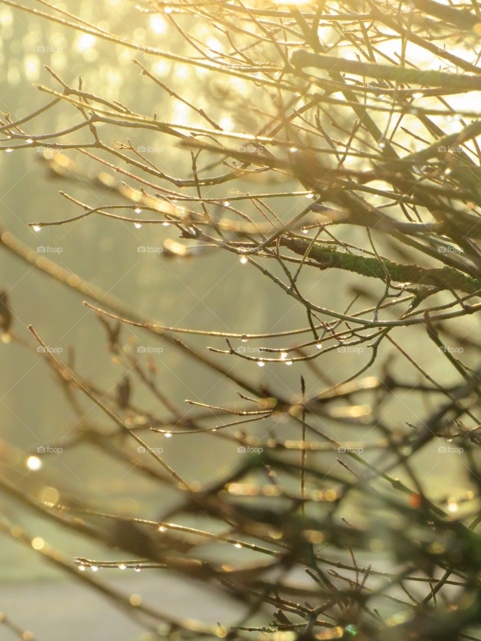 Der Strauch im Sonnenaufgang mit Tau