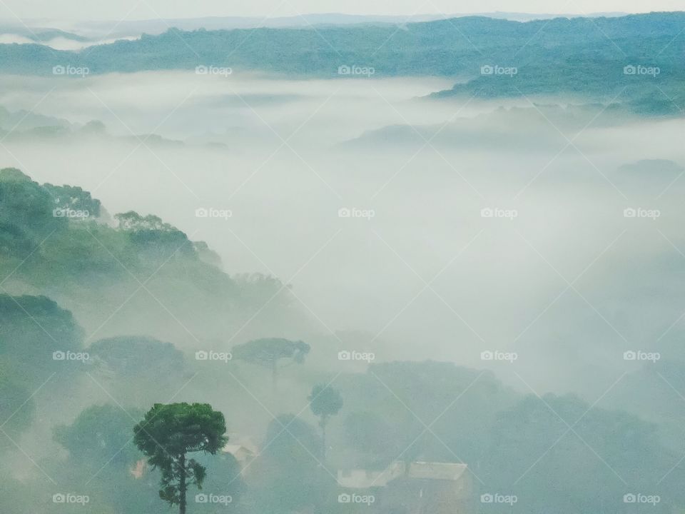 High angle view of forest in morning mist