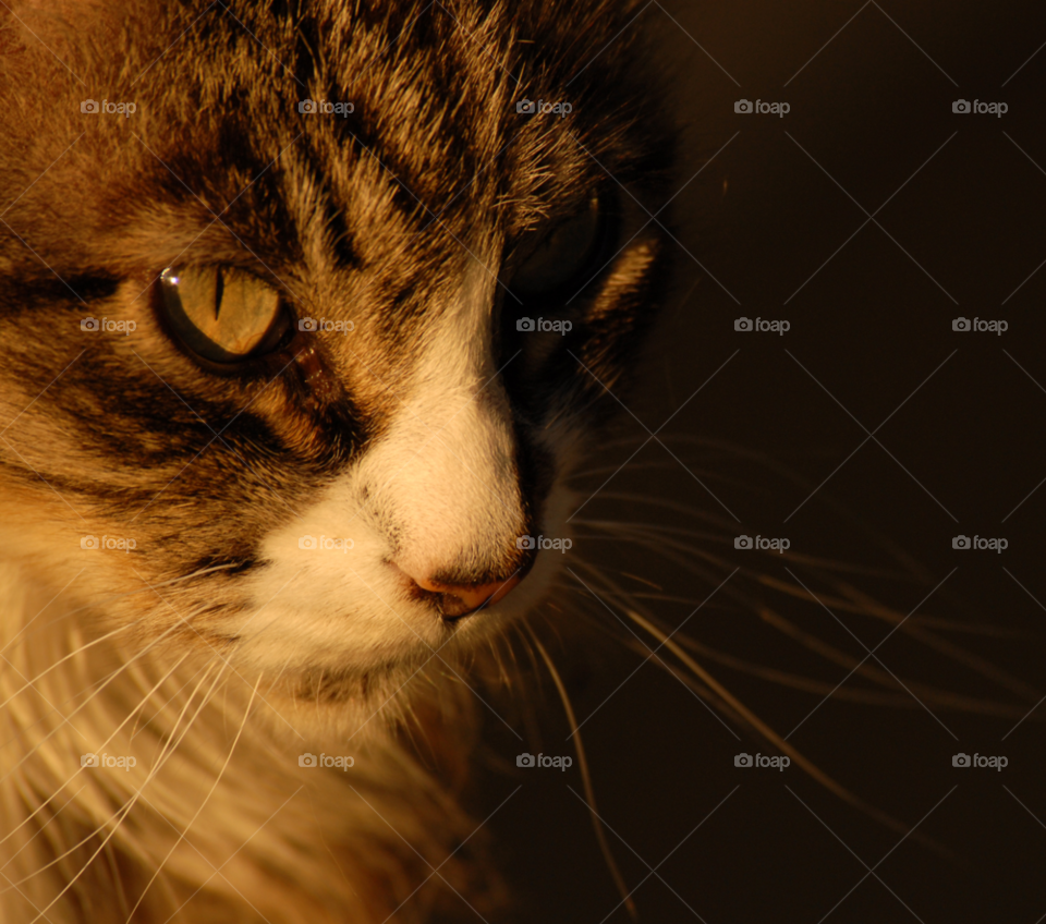 macro closeup face cat by lightanddrawing