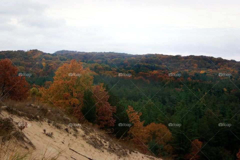 Saugatuck Michigan sand dunes in the fall! 